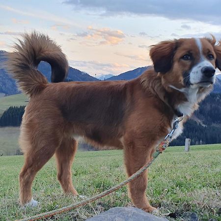 Apartmán Mitterhirschberg, Familie Schweighuber Waidhofen an der Ybbs Exteriér fotografie