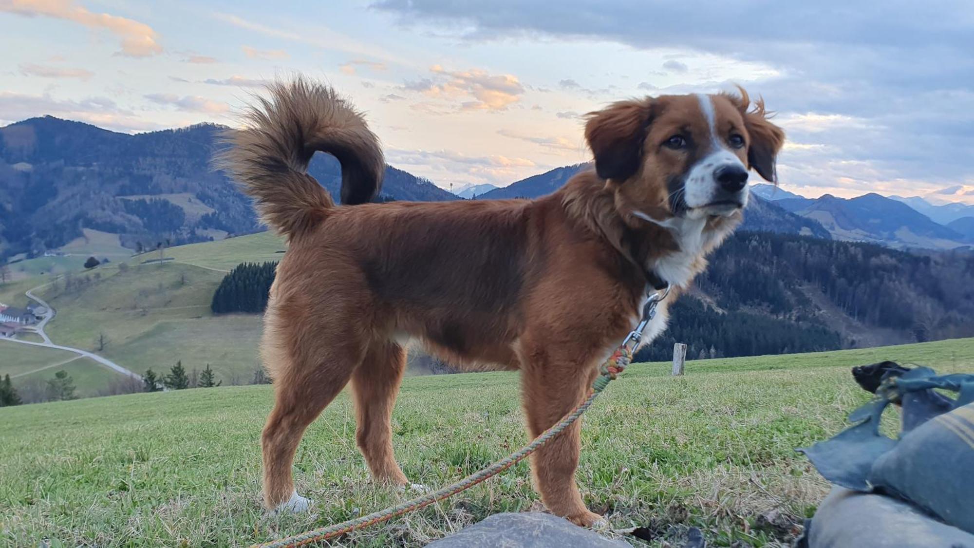 Apartmán Mitterhirschberg, Familie Schweighuber Waidhofen an der Ybbs Exteriér fotografie